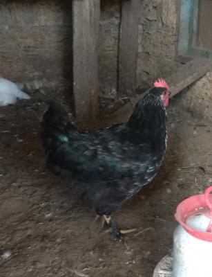 Прикрепленное изображение: IMG_20200802_141712.jpg